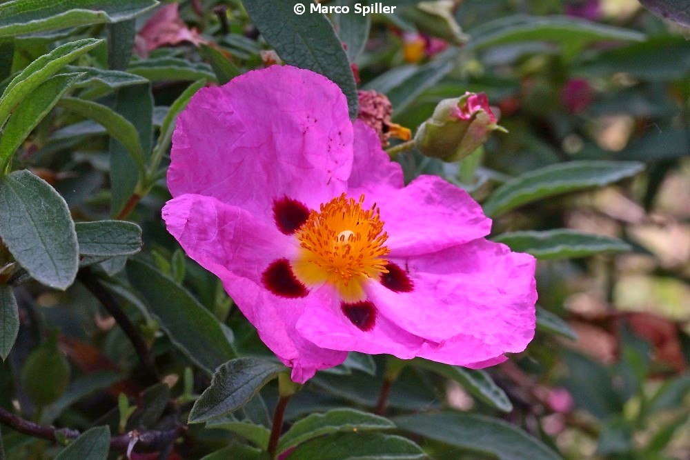 Cistus purpureus (Cistaceae)